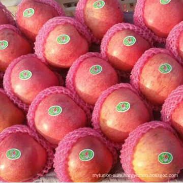 Supplying From Orchard Fresh Red Qinguan Apple